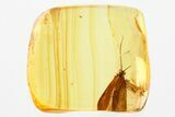 Detailed Fossil Caddisfly (Trichoptera) In Baltic Amber #381593-1